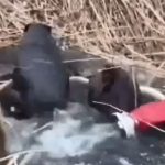 Moineti Doi castori salvai de pompieri dupa ce s au blocat ntr un canal pe malul rului Tazlu