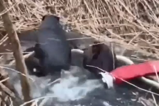 Moineti Doi castori salvai de pompieri dupa ce s au blocat ntr un canal pe malul rului Tazlu