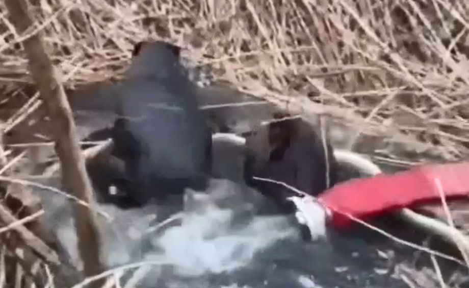 Moineti Doi castori salvai de pompieri dupa ce s au blocat ntr un canal pe malul rului Tazlu