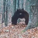 Evaluarea populatiilor speciilor de animale protejate in judetul Bacau