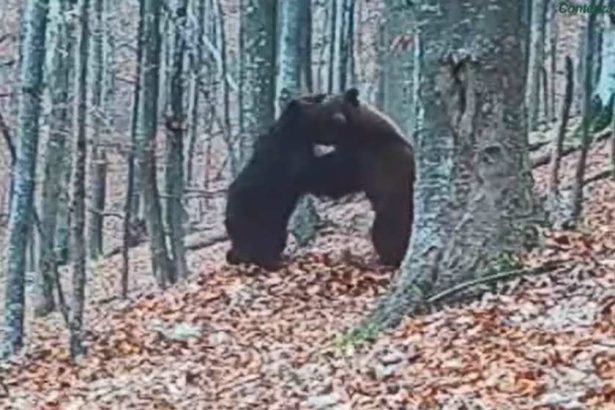 Evaluarea populatiilor speciilor de animale protejate in judetul Bacau