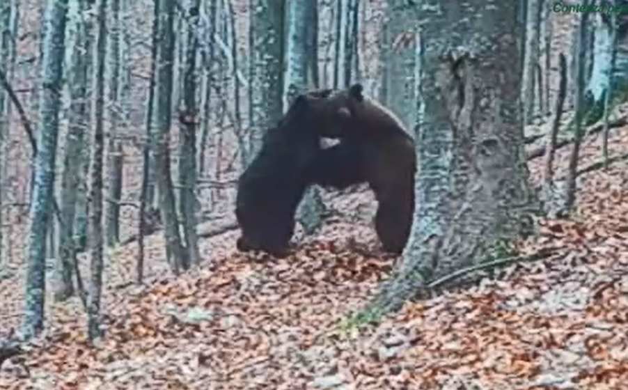 Evaluarea populatiilor speciilor de animale protejate in judetul Bacau