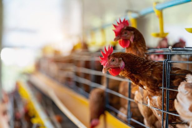 Productia animalala in judetul Bacau crestieri la carne scaderi la lapte si oua