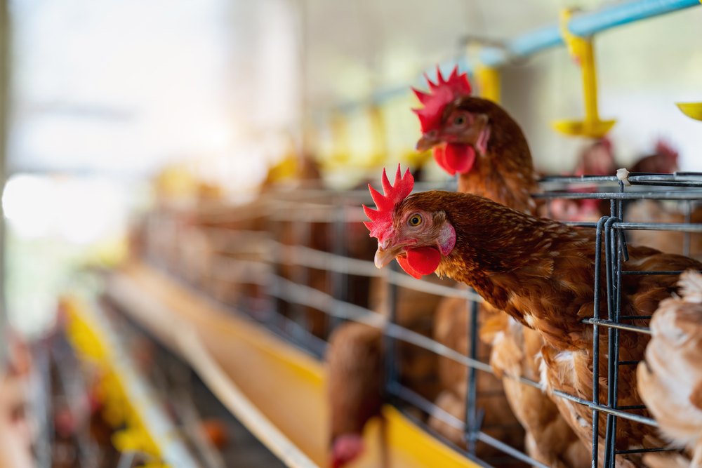 Productia animalala in judetul Bacau crestieri la carne scaderi la lapte si oua