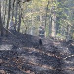 incendiu de vegetaie uscat n poiana srata pompierii au intervenit pentru a controla extinderea flcrilor