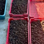 Actiune impotriva recoltarii si vanzarii ilegale de trufe in judetul Bacau Peste 300 de kilograme confiscate