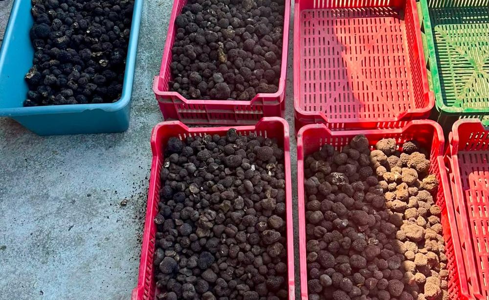Actiune impotriva recoltarii si vanzarii ilegale de trufe in judetul Bacau Peste 300 de kilograme confiscate