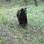Barbat atacat de urs intr o padure din judetul Bacau Victima a fost dusa la spital