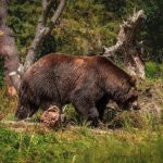 Barbat ranit in atacul unui urs in estul Romaniei