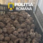 Peste 80 de kilograme de trufe confiscate de politistii din Bacau in urma unui control rutier
