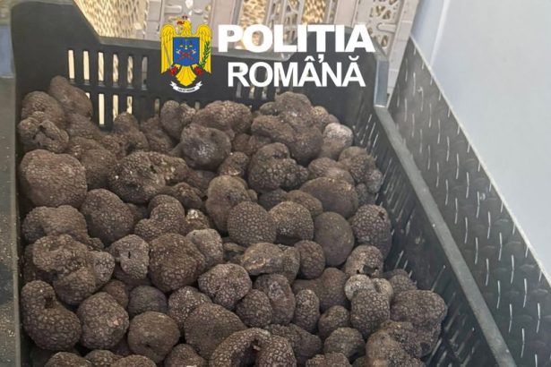 Peste 80 de kilograme de trufe confiscate de politistii din Bacau in urma unui control rutier