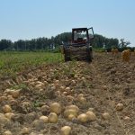 Program de suport pentru cultivatorii de cartofi 300 de euro pe hectar prin schema de minimis