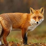 Un baiat de noua ani atacat de o vulpe turbata in estul Romaniei