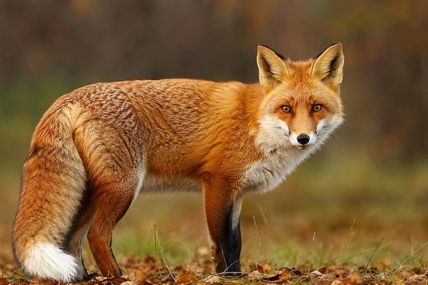 Un baiat de noua ani atacat de o vulpe turbata in estul Romaniei