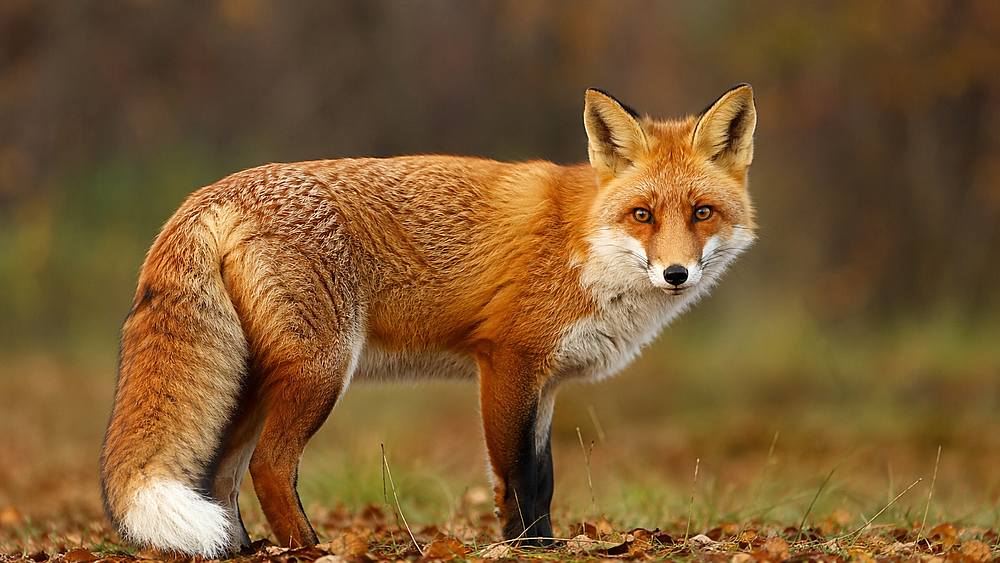 Un baiat de noua ani atacat de o vulpe turbata in estul Romaniei