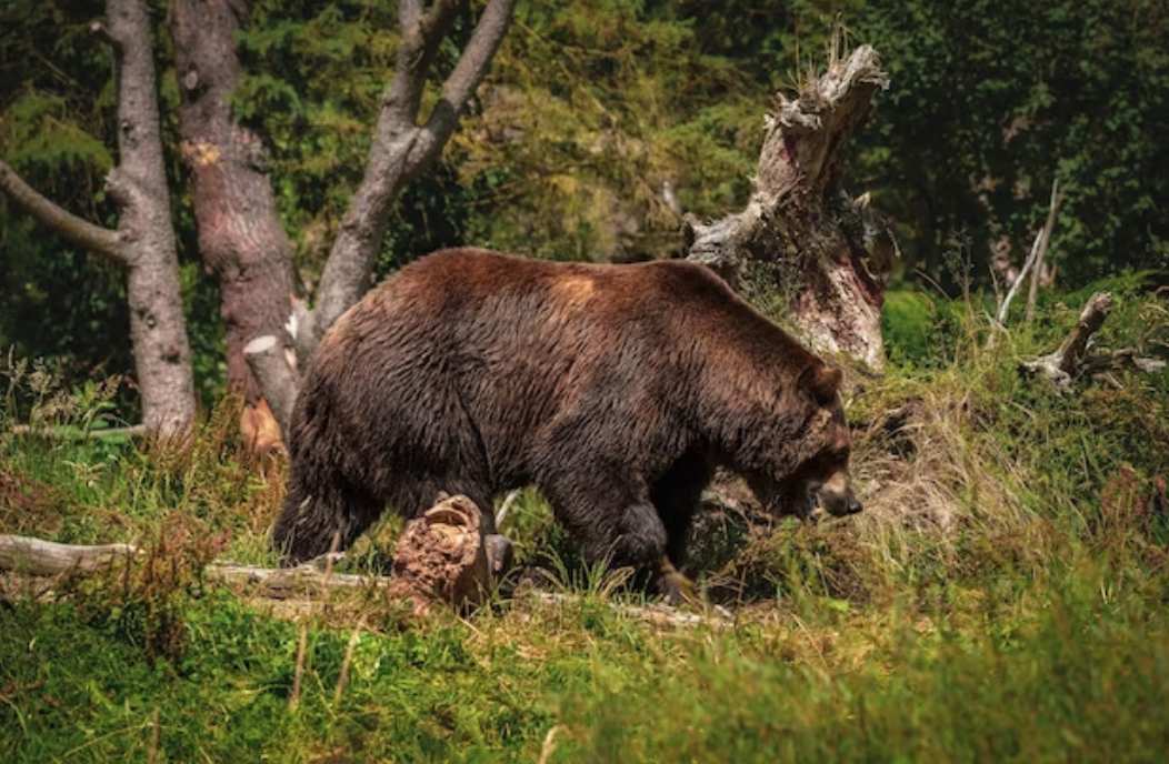 Urs observat dintr o gospodarie din Buhusi Autoritatile au transmis mesaj RO ALERT si au intervenit in zona