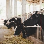 zootehnia din bacau crestere moderata in productia de carne dar scadere la lapte si oua in primele cinci luni ale anului 2026