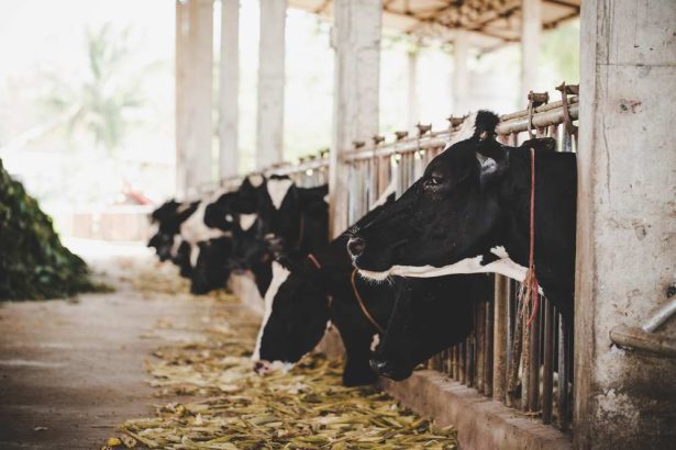 zootehnia din bacau crestere moderata in productia de carne dar scadere la lapte si oua in primele cinci luni ale anului 2026