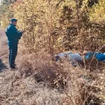 Deșeuri ilegale la Pădurea Seaca: identificat după certificatul de căsătorie