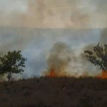 Incendiu puternic în Dealu Morii: circa 50 de hectare de vegetație mistuite de flăcări